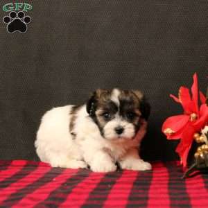 Natalie, Maltipoo Puppy